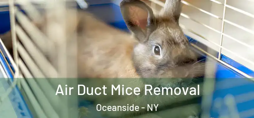  Air Duct Mice Removal Oceanside - NY